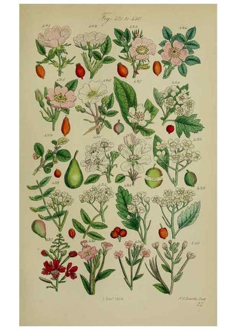 Reproducción/Reproduction 7507484108: British wild flowers.. London,J. Van Voorst,1876.