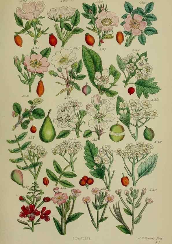 Reproducción/Reproduction 7507484108: British wild flowers.. London,J. Van Voorst,1876.