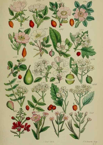 Reproducción/Reproduction 7507484108: British wild flowers.. London,J. Van Voorst,1876.