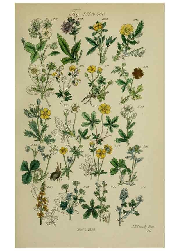 Reproducción/Reproduction 7507481242: British wild flowers.. London,J. Van Voorst,1876.
