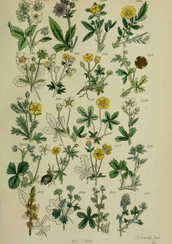 Reproducción/Reproduction 7507481242: British wild flowers.. London,J. Van Voorst,1876.