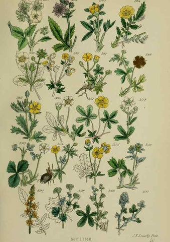 Reproducción/Reproduction 7507481242: British wild flowers.. London,J. Van Voorst,1876.