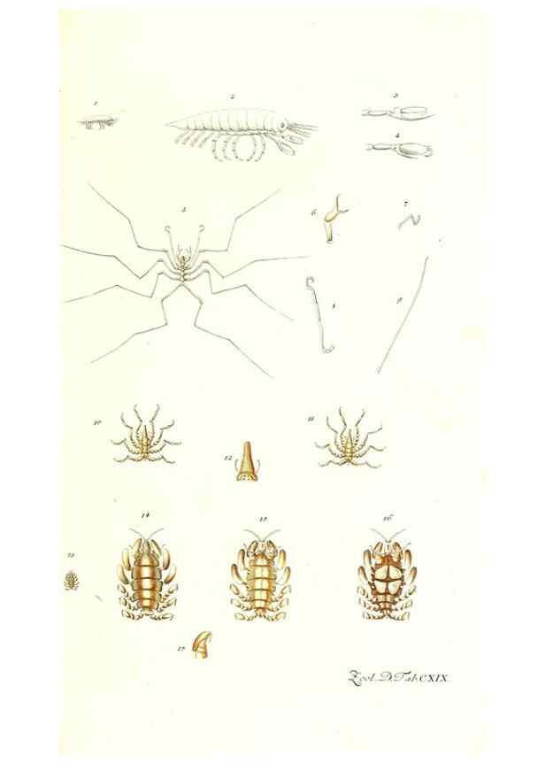 Reproducción/Reproduction 7495620300: Zoologia danica, sev Animalivm Daniae et Norvegiae rariorvm ac minvs notorvm descriptiones et historia .... Havniae :typis N. Mölleri aulae regiae typographi et filii,1788-1806.