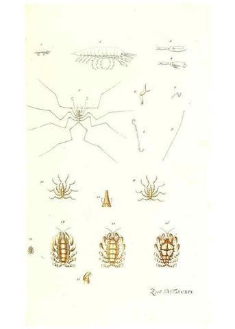 Reproducción/Reproduction 7495620300: Zoologia danica, sev Animalivm Daniae et Norvegiae rariorvm ac minvs notorvm descriptiones et historia .... Havniae :typis N. Mölleri aulae regiae typographi et filii,1788-1806.