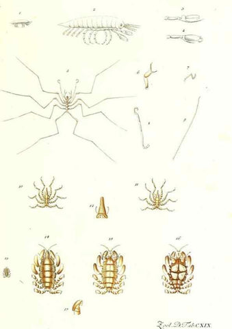 Reproducción/Reproduction 7495620300: Zoologia danica, sev Animalivm Daniae et Norvegiae rariorvm ac minvs notorvm descriptiones et historia .... Havniae :typis N. Mölleri aulae regiae typographi et filii,1788-1806.