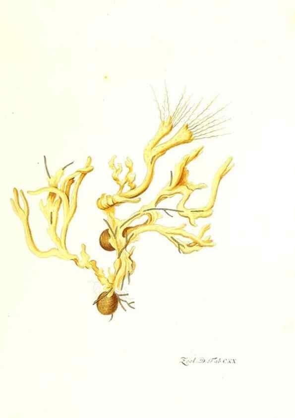 Reproducción/Reproduction 7495622004: Zoologia danica, sev Animalivm Daniae et Norvegiae rariorvm ac minvs notorvm descriptiones et historia .... Havniae :typis N. Mölleri aulae regiae typographi et filii,1788-1806.