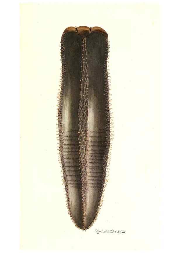 Reproducción/Reproduction 7495623894: Zoologia danica, sev Animalivm Daniae et Norvegiae rariorvm ac minvs notorvm descriptiones et historia .... Havniae :typis N. Mölleri aulae regiae typographi et filii,1788-1806.