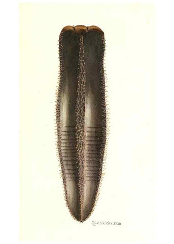 Reproducción/Reproduction 7495623894: Zoologia danica, sev Animalivm Daniae et Norvegiae rariorvm ac minvs notorvm descriptiones et historia .... Havniae :typis N. Mölleri aulae regiae typographi et filii,1788-1806.