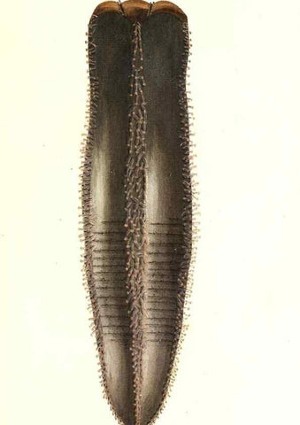 Reproducción/Reproduction 7495623894: Zoologia danica, sev Animalivm Daniae et Norvegiae rariorvm ac minvs notorvm descriptiones et historia .... Havniae :typis N. Mölleri aulae regiae typographi et filii,1788-1806.