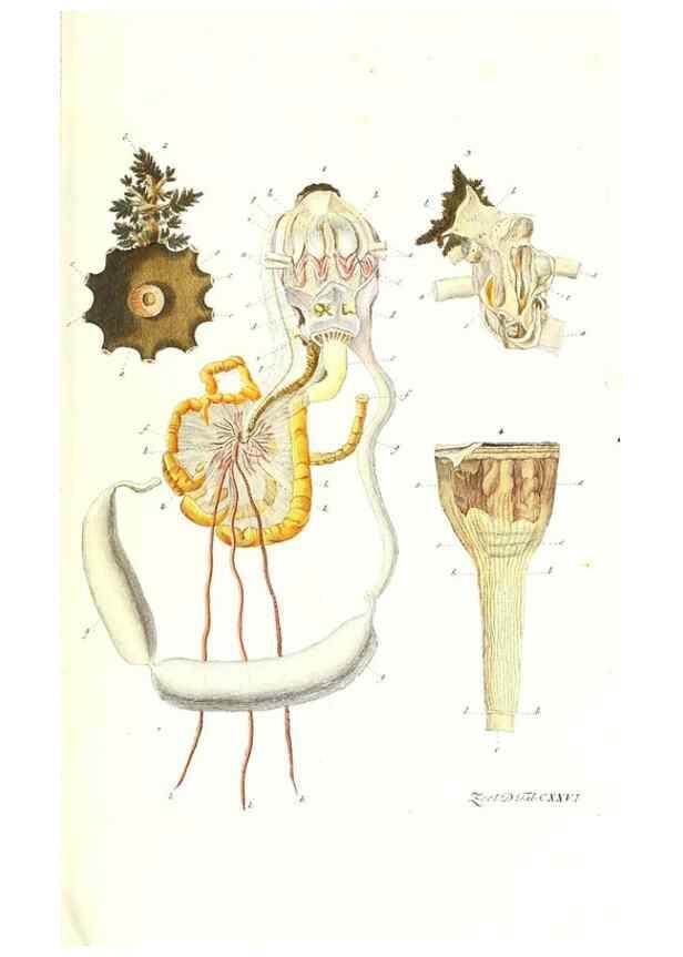 Reproducción/Reproduction 7495625050: Zoologia danica, sev Animalivm Daniae et Norvegiae rariorvm ac minvs notorvm descriptiones et historia .... Havniae :typis N. Mölleri aulae regiae typographi et filii,1788-1806.