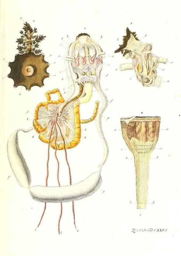 Reproducción/Reproduction 7495625050: Zoologia danica, sev Animalivm Daniae et Norvegiae rariorvm ac minvs notorvm descriptiones et historia .... Havniae :typis N. Mölleri aulae regiae typographi et filii,1788-1806.