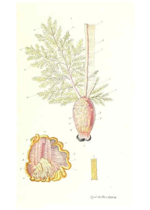 Reproducción/Reproduction 7495627186: Zoologia danica, sev Animalivm Daniae et Norvegiae rariorvm ac minvs notorvm descriptiones et historia .... Havniae :typis N. Mölleri aulae regiae typographi et filii,1788-1806.