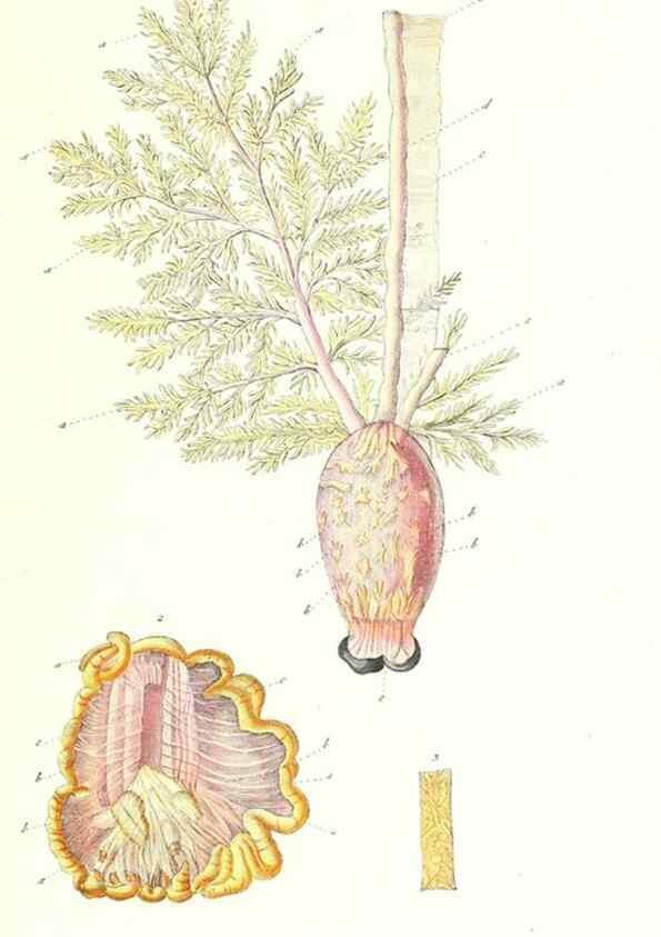 Reproducción/Reproduction 7495627186: Zoologia danica, sev Animalivm Daniae et Norvegiae rariorvm ac minvs notorvm descriptiones et historia .... Havniae :typis N. Mölleri aulae regiae typographi et filii,1788-1806.