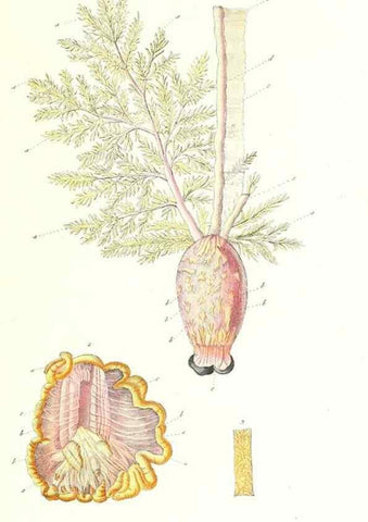 Reproducción/Reproduction 7495627186: Zoologia danica, sev Animalivm Daniae et Norvegiae rariorvm ac minvs notorvm descriptiones et historia .... Havniae :typis N. Mölleri aulae regiae typographi et filii,1788-1806.