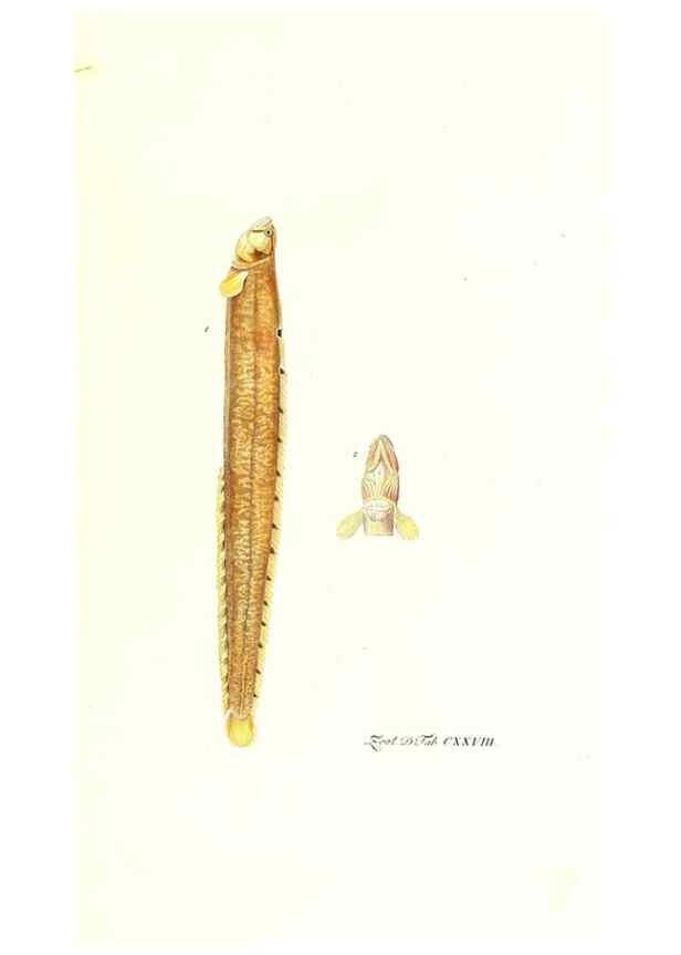 Reproducción/Reproduction 7495628288: Zoologia danica, sev Animalivm Daniae et Norvegiae rariorvm ac minvs notorvm descriptiones et historia .... Havniae :typis N. Mölleri aulae regiae typographi et filii,1788-1806.