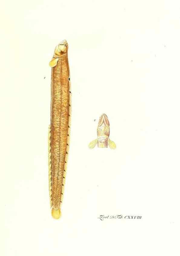Reproducción/Reproduction 7495628288: Zoologia danica, sev Animalivm Daniae et Norvegiae rariorvm ac minvs notorvm descriptiones et historia .... Havniae :typis N. Mölleri aulae regiae typographi et filii,1788-1806.