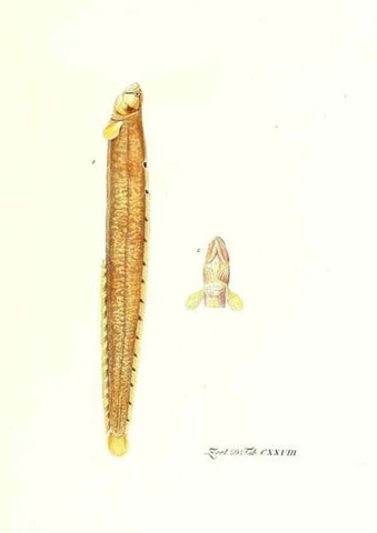 Reproducción/Reproduction 7495628288: Zoologia danica, sev Animalivm Daniae et Norvegiae rariorvm ac minvs notorvm descriptiones et historia .... Havniae :typis N. Mölleri aulae regiae typographi et filii,1788-1806.