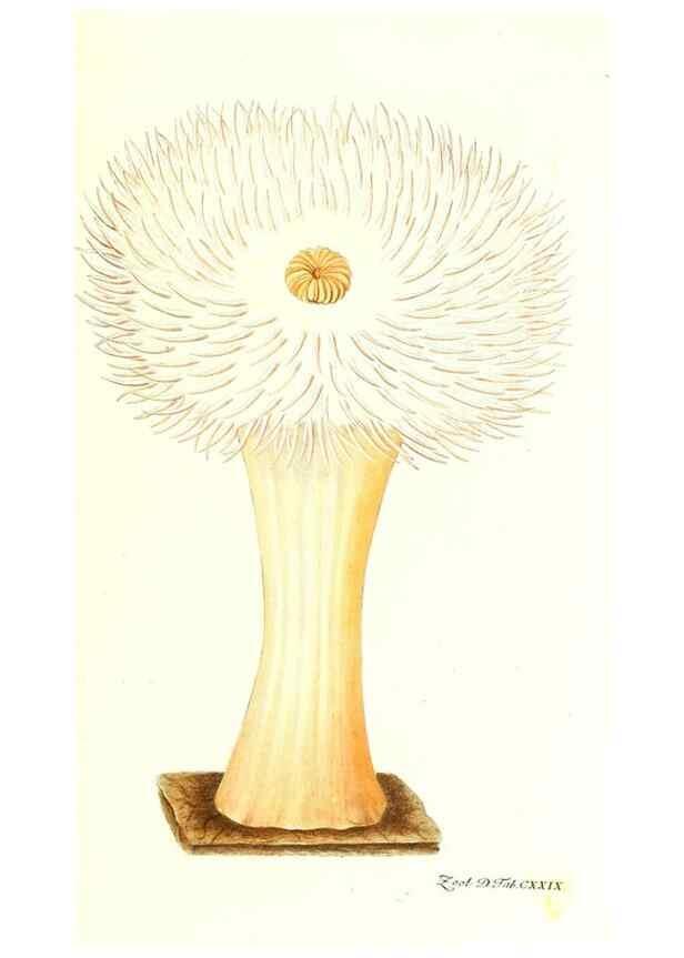 Reproducción/Reproduction 7495630222: Zoologia danica, sev Animalivm Daniae et Norvegiae rariorvm ac minvs notorvm descriptiones et historia .... Havniae :typis N. Mölleri aulae regiae typographi et filii,1788-1806.