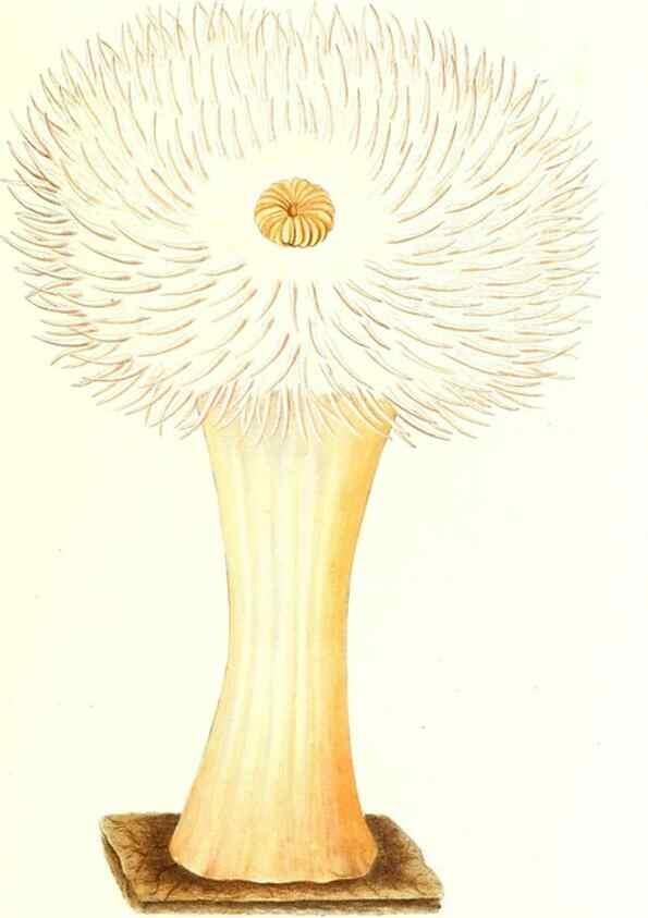 Reproducción/Reproduction 7495630222: Zoologia danica, sev Animalivm Daniae et Norvegiae rariorvm ac minvs notorvm descriptiones et historia .... Havniae :typis N. Mölleri aulae regiae typographi et filii,1788-1806.
