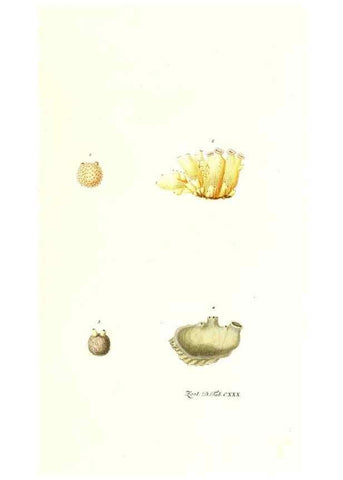 Reproducción/Reproduction 7495631902: Zoologia danica, sev Animalivm Daniae et Norvegiae rariorvm ac minvs notorvm descriptiones et historia .... Havniae :typis N. Mölleri aulae regiae typographi et filii,1788-1806.