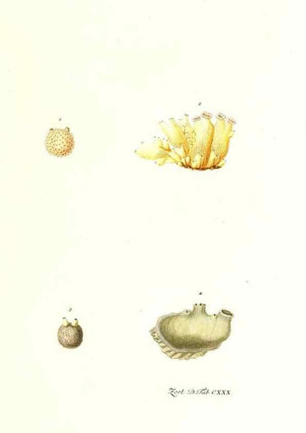 Reproducción/Reproduction 7495631902: Zoologia danica, sev Animalivm Daniae et Norvegiae rariorvm ac minvs notorvm descriptiones et historia .... Havniae :typis N. Mölleri aulae regiae typographi et filii,1788-1806.