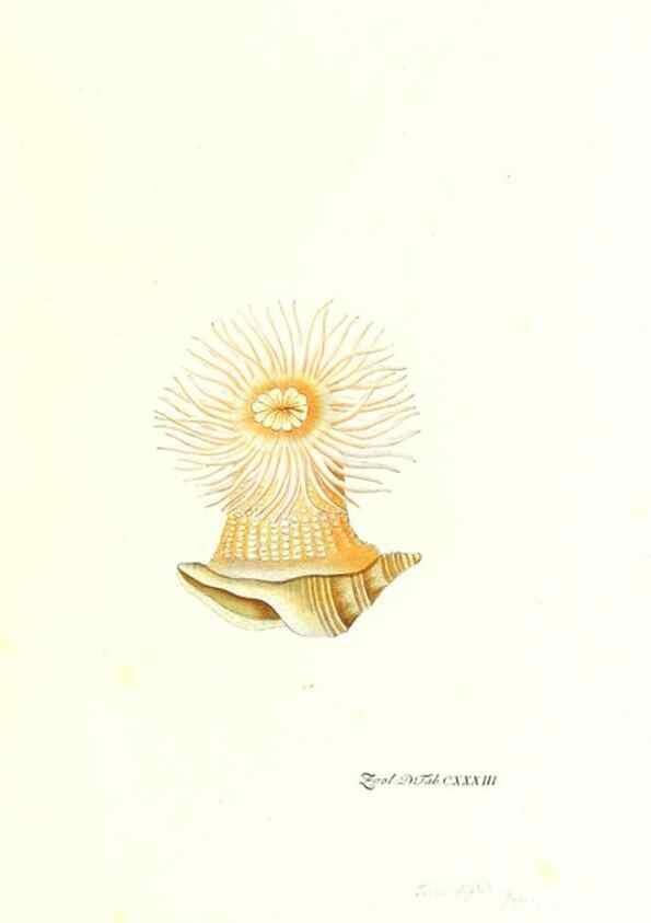Reproducción/Reproduction 7495634362: Zoologia danica, sev Animalivm Daniae et Norvegiae rariorvm ac minvs notorvm descriptiones et historia .... Havniae :typis N. Mölleri aulae regiae typographi et filii,1788-1806.
