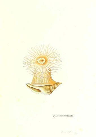 Reproducción/Reproduction 7495634362: Zoologia danica, sev Animalivm Daniae et Norvegiae rariorvm ac minvs notorvm descriptiones et historia .... Havniae :typis N. Mölleri aulae regiae typographi et filii,1788-1806.