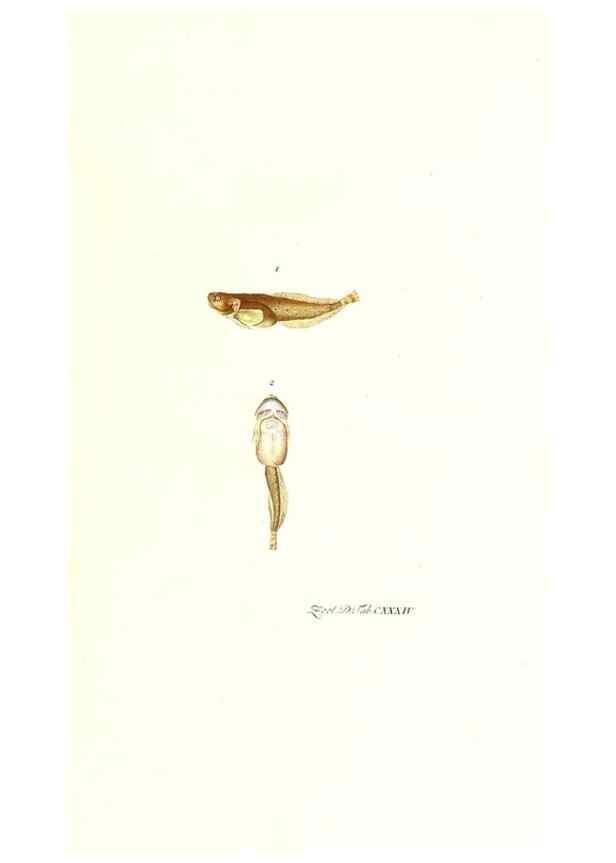 Reproducción/Reproduction 7495635774: Zoologia danica, sev Animalivm Daniae et Norvegiae rariorvm ac minvs notorvm descriptiones et historia .... Havniae :typis N. Mölleri aulae regiae typographi et filii,1788-1806.