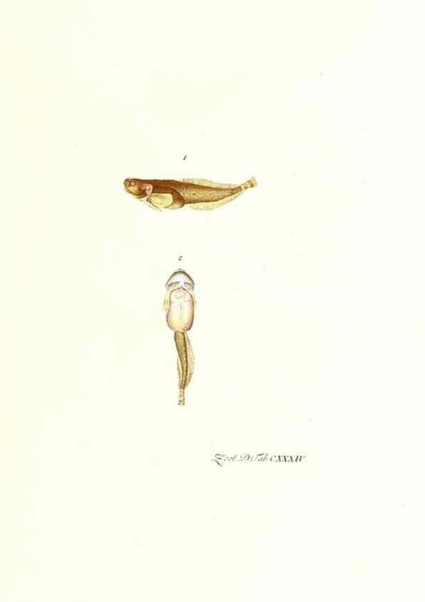 Reproducción/Reproduction 7495635774: Zoologia danica, sev Animalivm Daniae et Norvegiae rariorvm ac minvs notorvm descriptiones et historia .... Havniae :typis N. Mölleri aulae regiae typographi et filii,1788-1806.