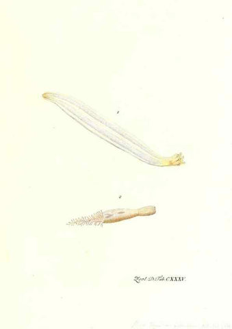 Reproducción/Reproduction 7495636744: Zoologia danica, sev Animalivm Daniae et Norvegiae rariorvm ac minvs notorvm descriptiones et historia .... Havniae :typis N. Mölleri aulae regiae typographi et filii,1788-1806.