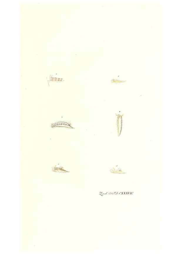 Reproducción/Reproduction 7495637830: Zoologia danica, sev Animalivm Daniae et Norvegiae rariorvm ac minvs notorvm descriptiones et historia .... Havniae :typis N. Mölleri aulae regiae typographi et filii,1788-1806.