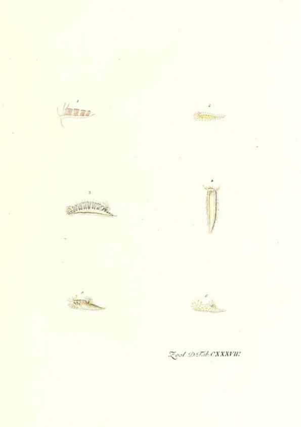 Reproducción/Reproduction 7495637830: Zoologia danica, sev Animalivm Daniae et Norvegiae rariorvm ac minvs notorvm descriptiones et historia .... Havniae :typis N. Mölleri aulae regiae typographi et filii,1788-1806.