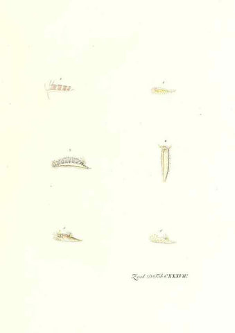 Reproducción/Reproduction 7495637830: Zoologia danica, sev Animalivm Daniae et Norvegiae rariorvm ac minvs notorvm descriptiones et historia .... Havniae :typis N. Mölleri aulae regiae typographi et filii,1788-1806.