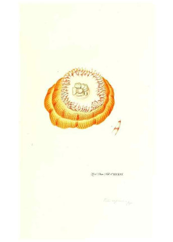 Reproducción/Reproduction 7495639616: Zoologia danica, sev Animalivm Daniae et Norvegiae rariorvm ac minvs notorvm descriptiones et historia .... Havniae :typis N. Mölleri aulae regiae typographi et filii,1788-1806.