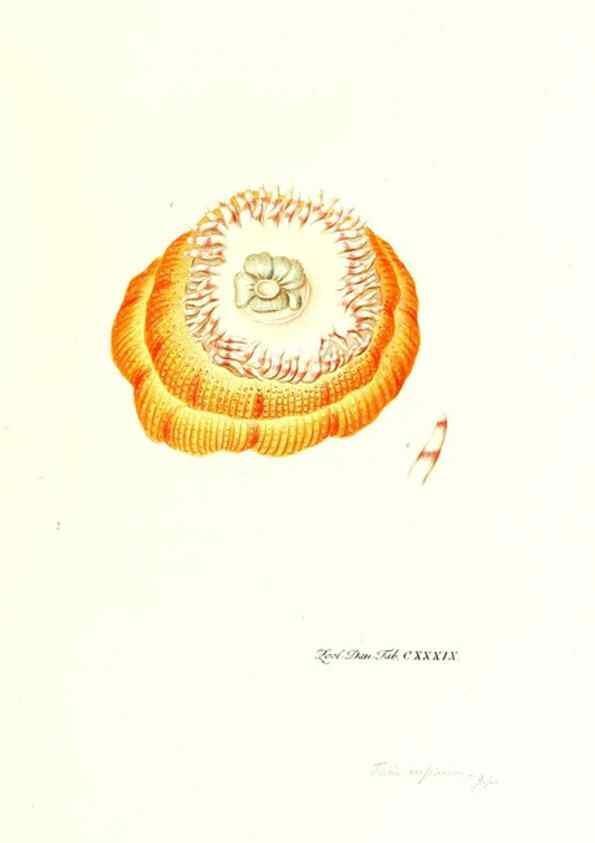 Reproducción/Reproduction 7495639616: Zoologia danica, sev Animalivm Daniae et Norvegiae rariorvm ac minvs notorvm descriptiones et historia .... Havniae :typis N. Mölleri aulae regiae typographi et filii,1788-1806.