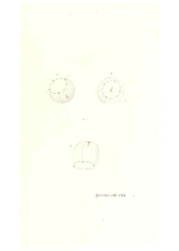 Reproducción/Reproduction 7495640832: Zoologia danica, sev Animalivm Daniae et Norvegiae rariorvm ac minvs notorvm descriptiones et historia .... Havniae :typis N. Mölleri aulae regiae typographi et filii,1788-1806.