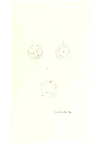 Reproducción/Reproduction 7495640832: Zoologia danica, sev Animalivm Daniae et Norvegiae rariorvm ac minvs notorvm descriptiones et historia .... Havniae :typis N. Mölleri aulae regiae typographi et filii,1788-1806.
