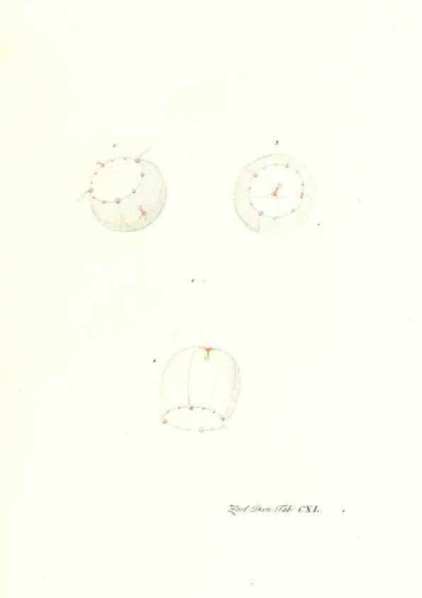Reproducción/Reproduction 7495640832: Zoologia danica, sev Animalivm Daniae et Norvegiae rariorvm ac minvs notorvm descriptiones et historia .... Havniae :typis N. Mölleri aulae regiae typographi et filii,1788-1806.