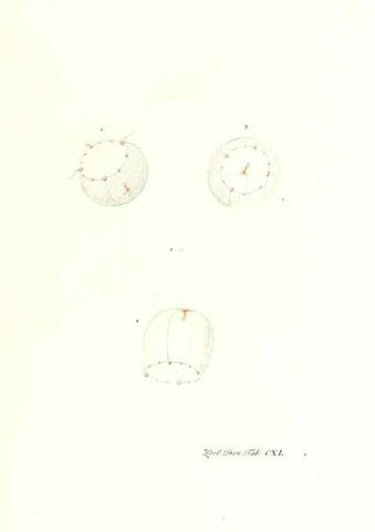 Reproducción/Reproduction 7495640832: Zoologia danica, sev Animalivm Daniae et Norvegiae rariorvm ac minvs notorvm descriptiones et historia .... Havniae :typis N. Mölleri aulae regiae typographi et filii,1788-1806.