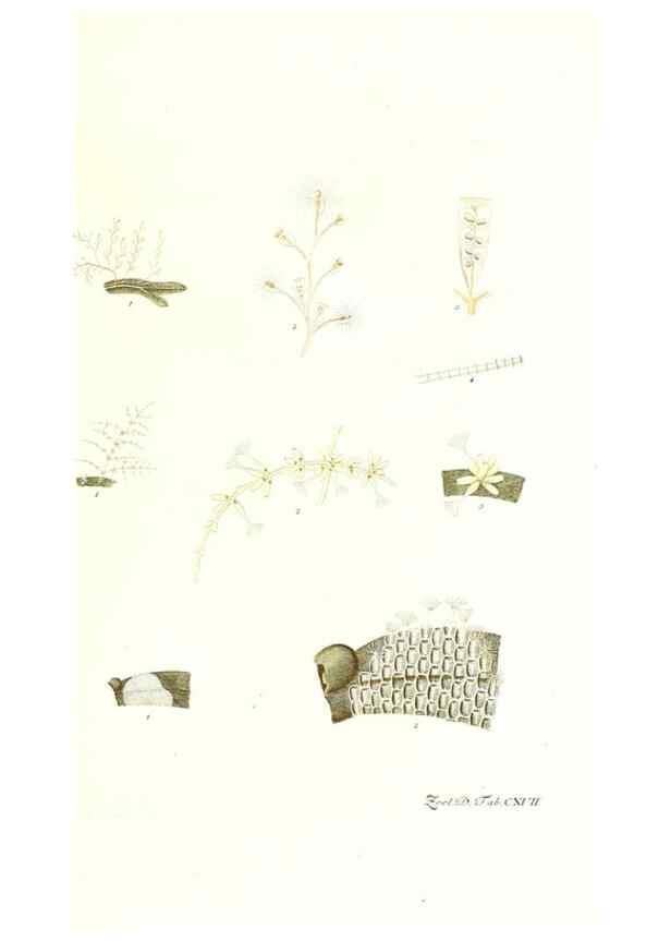 Reproducción/Reproduction 7495616946: Zoologia danica, sev Animalivm Daniae et Norvegiae rariorvm ac minvs notorvm descriptiones et historia .... Havniae :typis N. Mölleri aulae regiae typographi et filii,1788-1806.