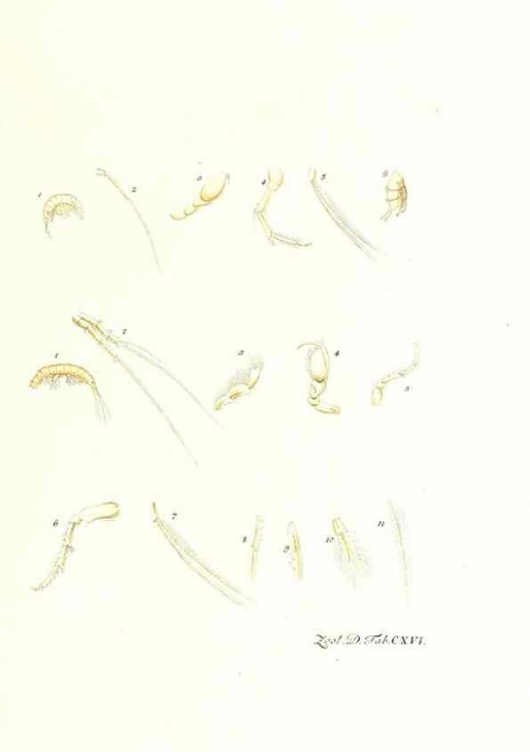 Reproducción/Reproduction 7495615520: Zoologia danica, sev Animalivm Daniae et Norvegiae rariorvm ac minvs notorvm descriptiones et historia .... Havniae :typis N. Mölleri aulae regiae typographi et filii,1788-1806.