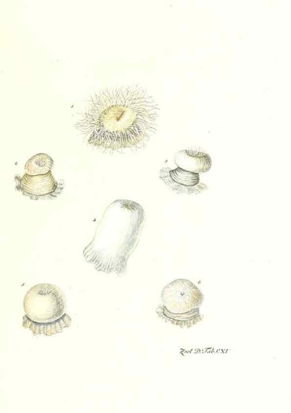 Reproducción/Reproduction 7495614360: Zoologia danica, sev Animalivm Daniae et Norvegiae rariorvm ac minvs notorvm descriptiones et historia .... Havniae :typis N. Mölleri aulae regiae typographi et filii,1788-1806.