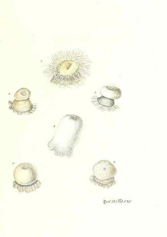 Reproducción/Reproduction 7495614360: Zoologia danica, sev Animalivm Daniae et Norvegiae rariorvm ac minvs notorvm descriptiones et historia .... Havniae :typis N. Mölleri aulae regiae typographi et filii,1788-1806.
