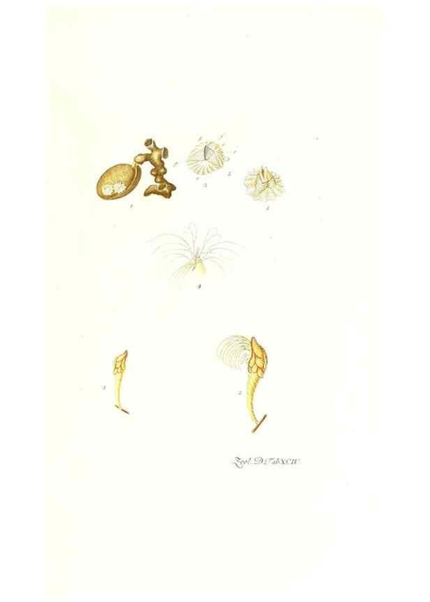 Reproducción/Reproduction 7495589536: Zoologia danica, sev Animalivm Daniae et Norvegiae rariorvm ac minvs notorvm descriptiones et historia .... Havniae :typis N. Mölleri aulae regiae typographi et filii,1788-1806.