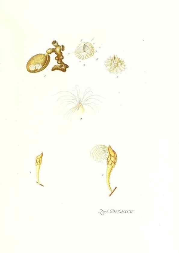 Reproducción/Reproduction 7495589536: Zoologia danica, sev Animalivm Daniae et Norvegiae rariorvm ac minvs notorvm descriptiones et historia .... Havniae :typis N. Mölleri aulae regiae typographi et filii,1788-1806.