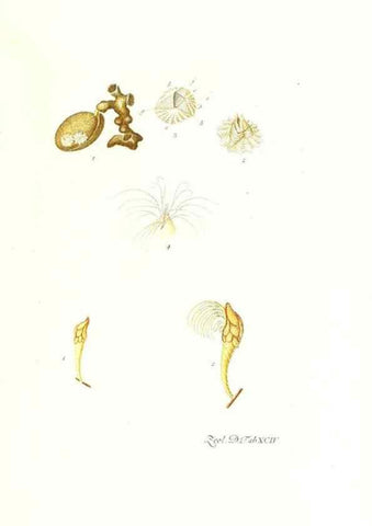 Reproducción/Reproduction 7495589536: Zoologia danica, sev Animalivm Daniae et Norvegiae rariorvm ac minvs notorvm descriptiones et historia .... Havniae :typis N. Mölleri aulae regiae typographi et filii,1788-1806.