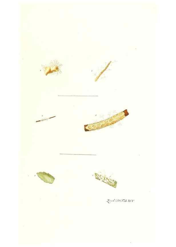 Reproducción/Reproduction 7495590998: Zoologia danica, sev Animalivm Daniae et Norvegiae rariorvm ac minvs notorvm descriptiones et historia .... Havniae :typis N. Mölleri aulae regiae typographi et filii,1788-1806.