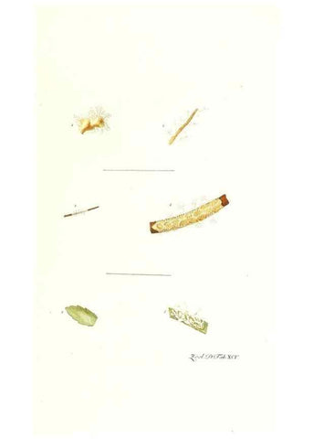 Reproducción/Reproduction 7495590998: Zoologia danica, sev Animalivm Daniae et Norvegiae rariorvm ac minvs notorvm descriptiones et historia .... Havniae :typis N. Mölleri aulae regiae typographi et filii,1788-1806.