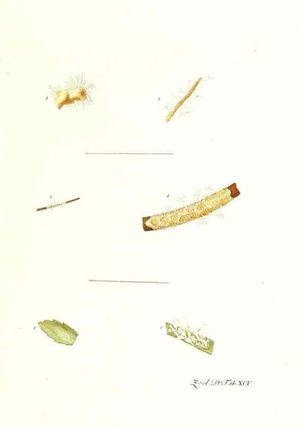 Reproducción/Reproduction 7495590998: Zoologia danica, sev Animalivm Daniae et Norvegiae rariorvm ac minvs notorvm descriptiones et historia .... Havniae :typis N. Mölleri aulae regiae typographi et filii,1788-1806.