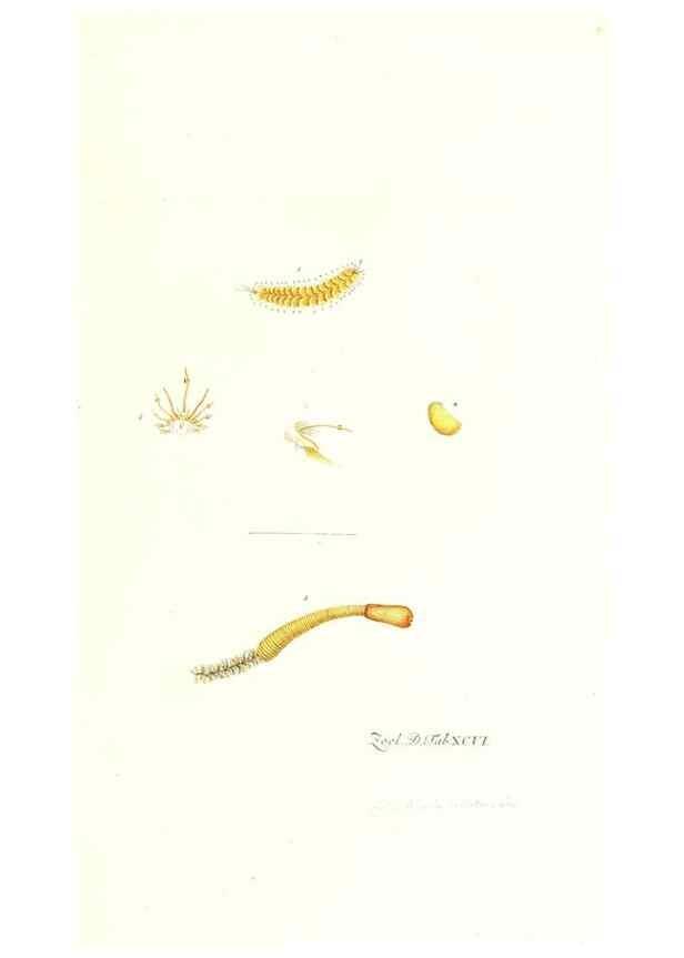 Reproducción/Reproduction 7495592168: Zoologia danica, sev Animalivm Daniae et Norvegiae rariorvm ac minvs notorvm descriptiones et historia .... Havniae :typis N. Mölleri aulae regiae typographi et filii,1788-1806.